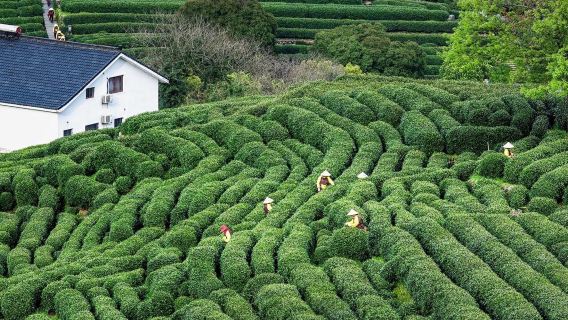 Hangzhou Longjing Village | tea picking, tea roasting, tea tasting + travel photo shoot experience