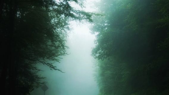 Lawatan Sehari ke Taman Negara Great Smoky Mountains, Amerika Syarikat - Hari 1 (Termasuk tiket masuk)