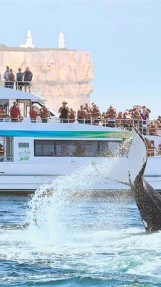 Whale whisperer Sydney 1.5 hr whale watching cruise half day tour