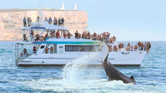 Whale whisperer Sydney 1.5 hr whale watching cruise half day tour