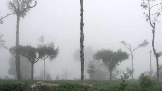 Haputale: Sunrise or Sunset Guided Hike to Haputale Hill