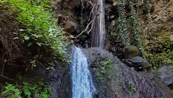 Hiking in the rainforest by 2 native guides