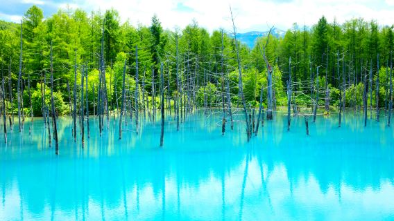 Hokkaido, Japan: Tagesausflug zu den Shikisai-Bergen, der Farm Tomita und dem Aoike-Teich