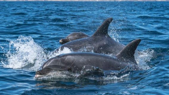 オマーン・マスカット港ワンデーツアー【イルカウォッチングヨット/シュノーケリング/サンセットクルーズ】