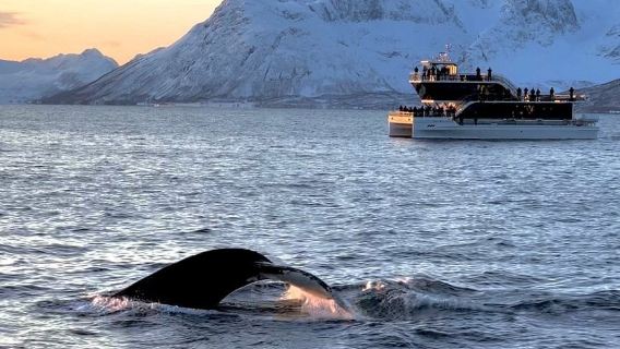 Northern Europe Norway Tromso Fjords whale watching (silent cruise/catamaran/RIB speedboating/comfortable heated speedboating optional + round-trip from city optional)
