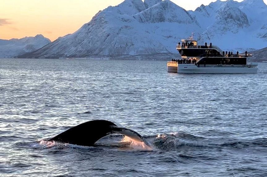 北欧 ノルウェー トロムソフィヨルド ホエールウォッチング(静音遊覧船/カタマラン船/RIBスピードボート/快適な暖房付きスピードボートから選択可能+市内往復送迎も選択可能)