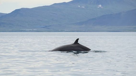 ReykjavikExperiences