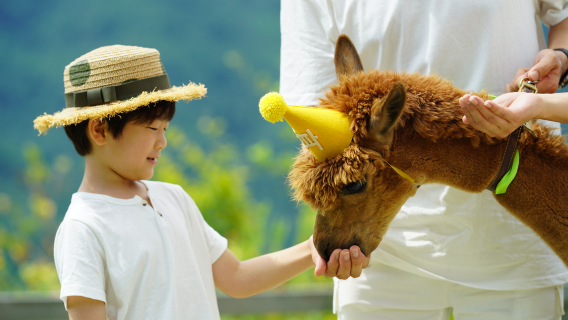 Alpaca World+Nami Island+Garden of Morning Calm one-day tour