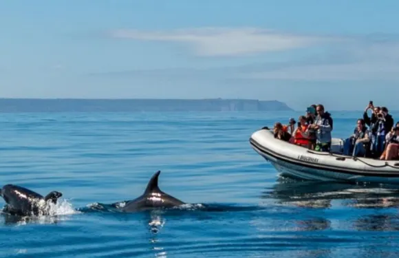葡萄牙里斯本特茹河遊船觀光（塔霍河觀海豚/船上DJ派對/觀日落+帆船/遊船/充氣快艇可選）
