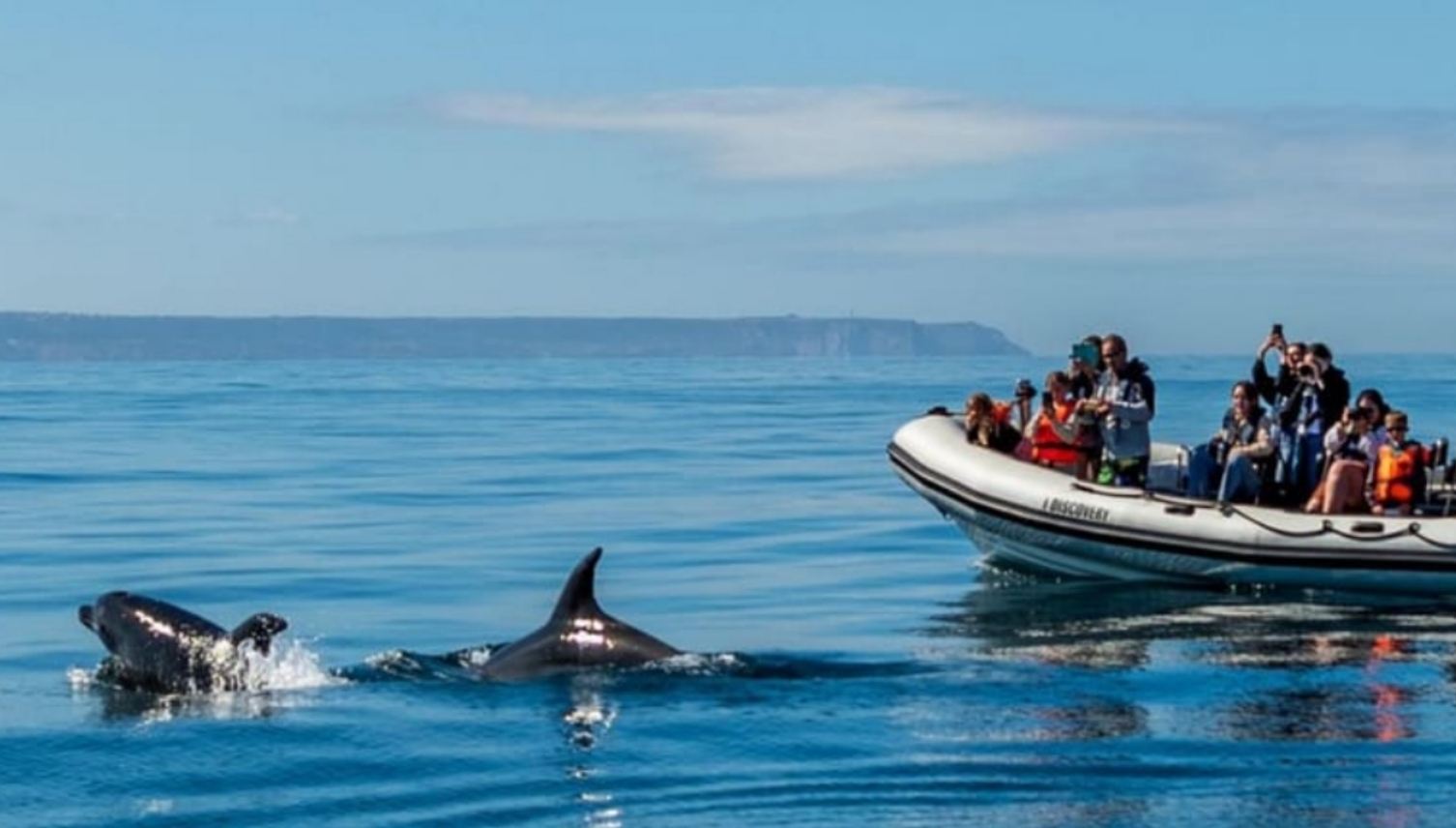 Lisbon Tagus River Cruise Sightseeing (Dolphin Watching on the Tagus River/Onboard DJ Party/Sunset Viewing + Optional Sailing Boat/Cruise/Inflatable Speedboating)