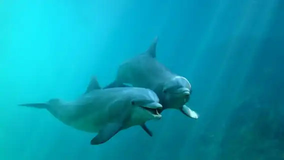 Delphinus Dolphin Experiences at Playa Mujeres