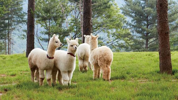 Chuncheon + Nami Island Day Tour (Alpaca World/Petite France/Alpaca World)