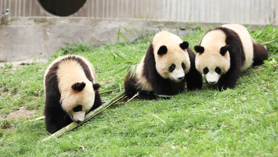 Passeio de um dia para a Base de Pesquisa e Criação de Pandas Gigantes de Chengdu + Museu de Sanxingdui