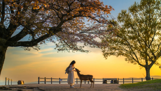 Bilingual guide · Optional departure from Kyoto | 1-day tour to Kiyomizu-dera Temple + Fushimi Inari + Nara Park