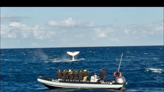 Сидней, Австралия: скоростной катер Ocean Extreme для наблюдения за китами