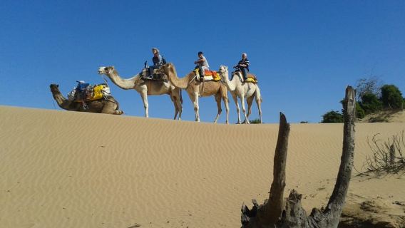 Giro in dromedario di un giorno intero a Essaouira
