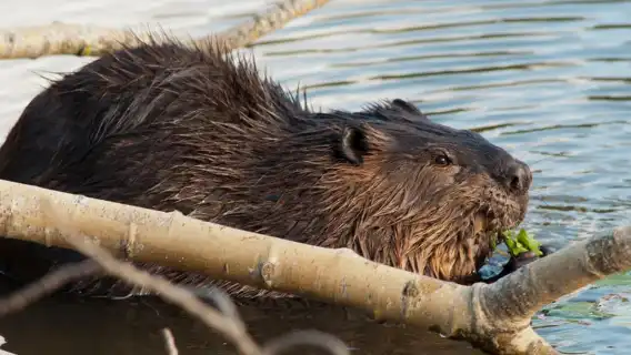 Montebello, QC: Morning VIP Tour at Parc Oméga