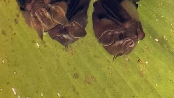 Parc national Manuel Antonio : visite guidée