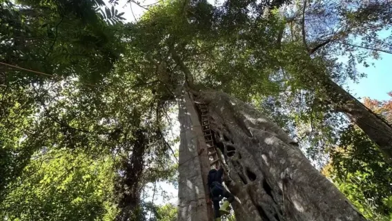 Yunnan: Excursión de un día para caminar por la selva tropical de la montaña Jinuo en Xishuangbanna
