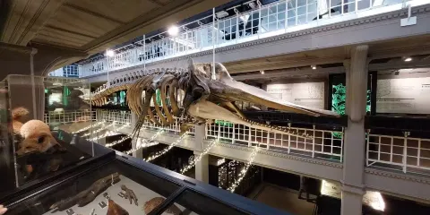 英國曼徹斯特博物館+曼聯足球俱樂部+伯明翰博物館美術館一日遊