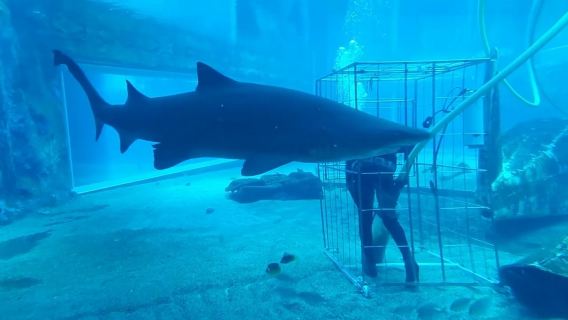 Дурбан: дневной тур по Виктория-маркет, uShaka, Махбада и травяному рынку