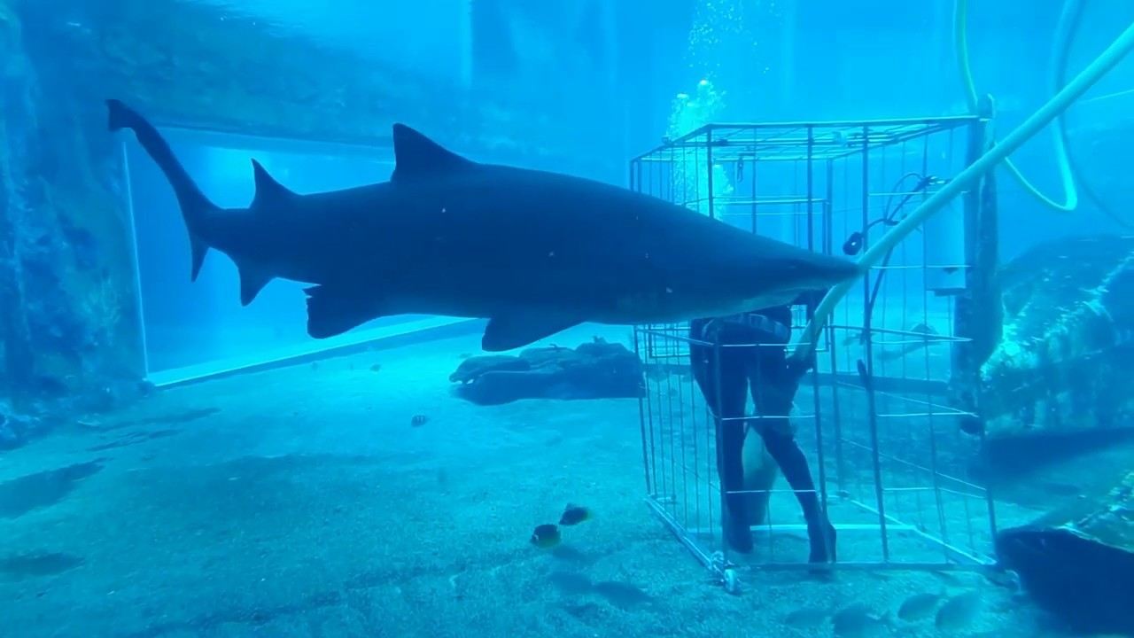 Durban half-day tour: Victoria Street Market, uShaka, Mabhida, and herbal market