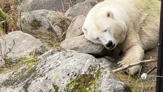 羅瓦涅米一日包車遊｜北極動物園＋城市亮點＋聖誕老人村