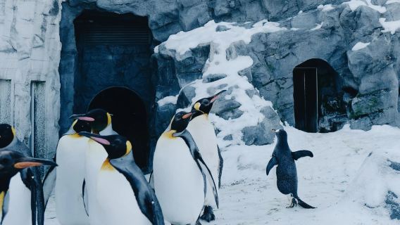 Hokkaido Asahiyama Zoo, Biei Shirogane Blue Pond (Aoiike), Shirahige Falls, and viral Christmas tree 1-day tour