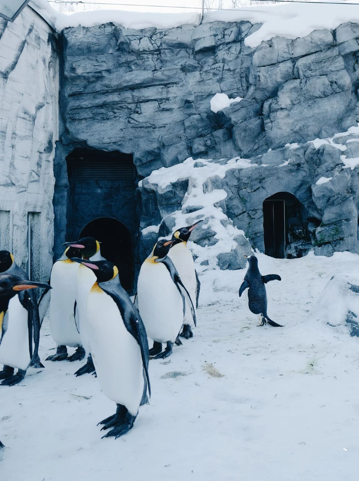 Hokkaido Asahiyama Zoo, Biei Shirogane Blue Pond (Aoiike), Shirahige Falls, and viral Christmas tree 1-day tour