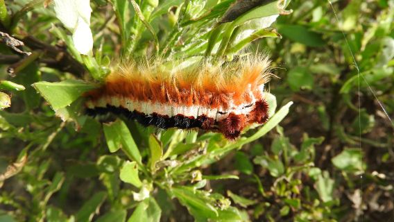 開普敦包車一日遊 【非洲動物城】海豹島+鳥類保護區+企鵝灘