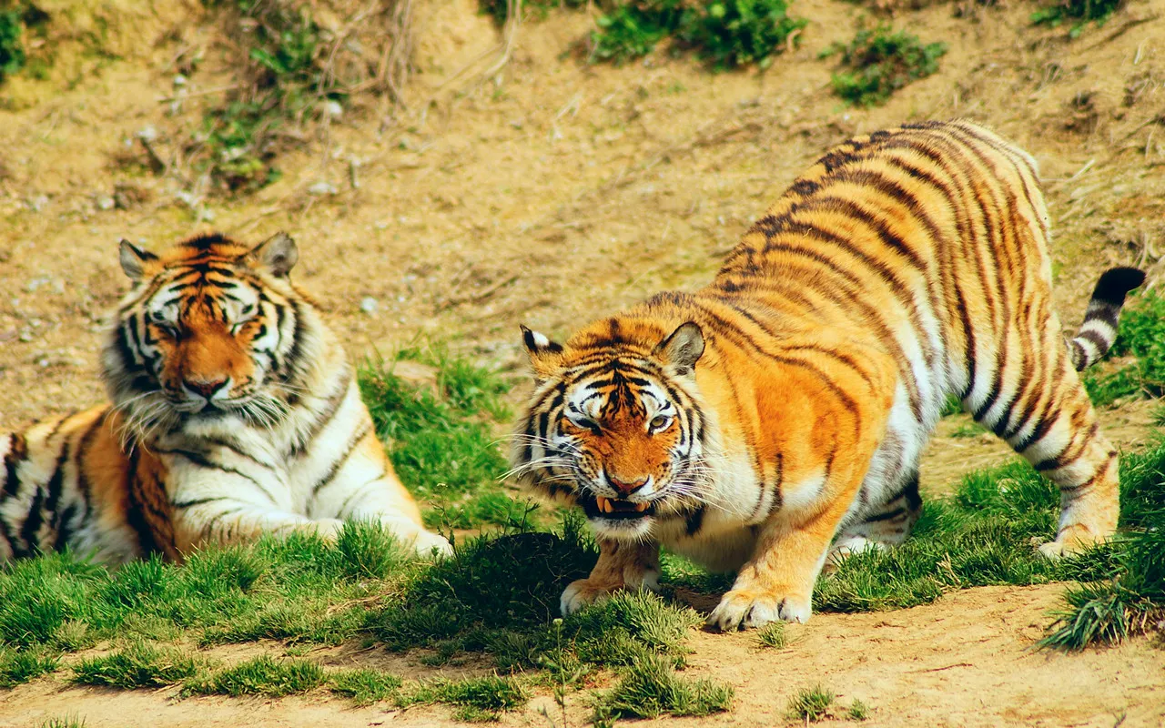 [Noleggio con conducente esclusivo personalizzato a Hangzhou] Parco faunistico + Sentiero di bambù di Yunqi + Villaggio del tè Longjing + [Viaggio in famiglia]