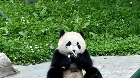 Chengdu Giant Panda Volunteer Experience Private Charter Round-Trip [Panda Volunteer Work/ Family Holiday/ Admission Ticket Booking]