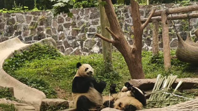 都江堰+都江堰中華大熊貓苑（原熊貓樂園）+夜遊藍眼淚 純玩一日遊