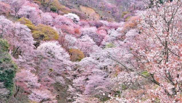 Guiding you to Japan's most spectacular cherry blossom viewing spots! Approximately 3-hour stay! 'Yoshino Senbonzakura' [Departing from Umeda]
