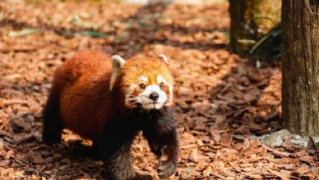 Private charter pure play: Chengdu panda base + Kuanzhai alleys 1-day tour