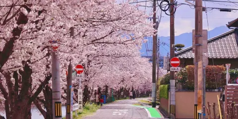 海之中道海濱公園+志賀島+宮地嶽神社【中文司機+酒店接送】