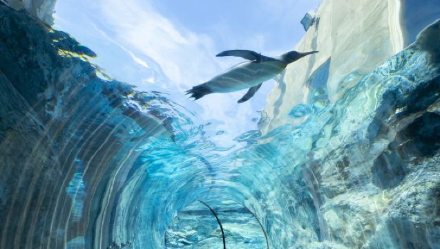 1-day tour to Asahiyama Zoo in Hokkaido: Shirogane Blue Pond (Aoiike) + Shirahige Waterfall + Ningle Terrace + viral tree