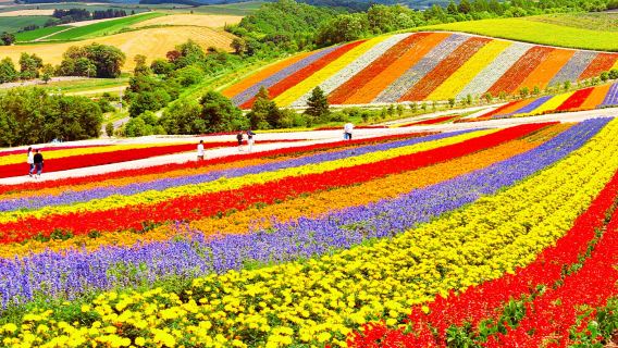 Voyage à Hokkaido | Excursion d'une journée à l'étang bleu de Biei + champs de fleurs de la Colline Shikisai no Oka + forêt des elfes de Furano