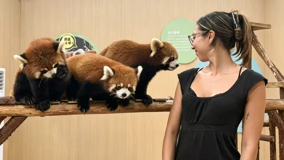 Chengdu Viral Photo Tour & Food Tasting: Panda Valley, Zhongshuge, Yangtianwo Square, Ancient Town of Guan County& "Blue Tears"