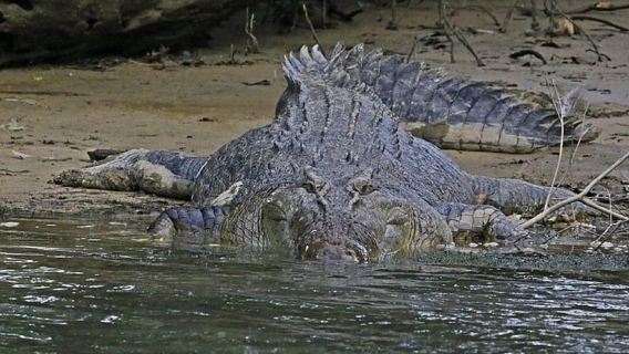 Daintree Rainforest: Crocodile & Wildlife River Cruise