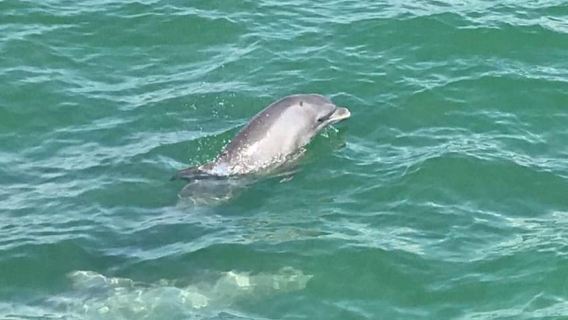 Myrtle Beach: Dolphin Cruise with Narration