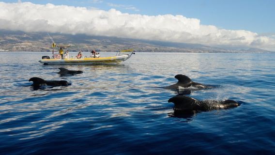 Los Gigantes: Crucero de avistamiento de delfines y ballenas en lancha rápida