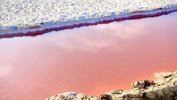 Walvis Bay: Seal Kayaking Adventure with Brunch