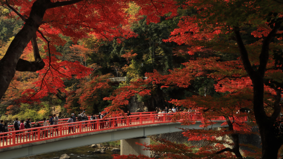 名古屋出發｜香嵐溪三千紅葉×足助江戶古街｜秋季限定一日遊