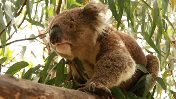 Da Melbourne: Tour giornaliero della Great Ocean Road