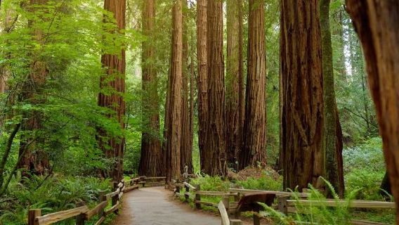 アメリカ・サンフランシスコのゴールデンゲートブリッジ半日ツアー【海辺の町サウサリート 6586】