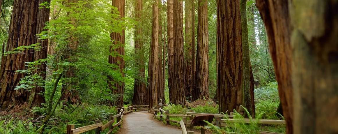 San Francisco Golden Gate Bridge Half-Day Tour [Sausalito Seaside Town 6586]