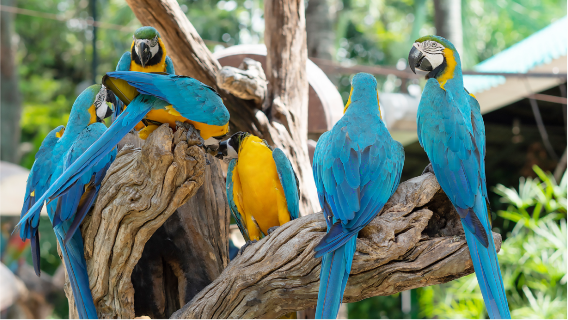 Taman Safari World dengan Pemindahan Peribadi