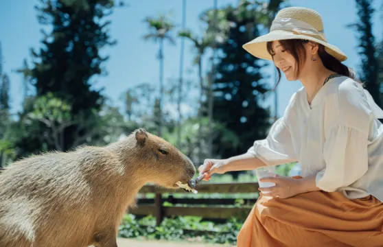 沖繩中部一日遊｜殘波岬 ＆ 永旺商城來客夢（那霸出發）