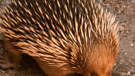 Visite en bus panoramique au départ de Melbourne avec Puffing Billy et le sanctuaire de Healesville